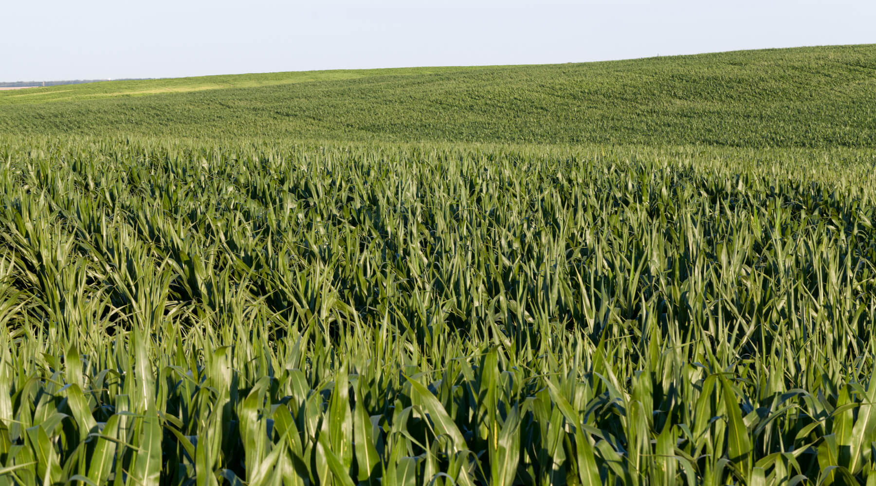 Huge, rolling fields of corn