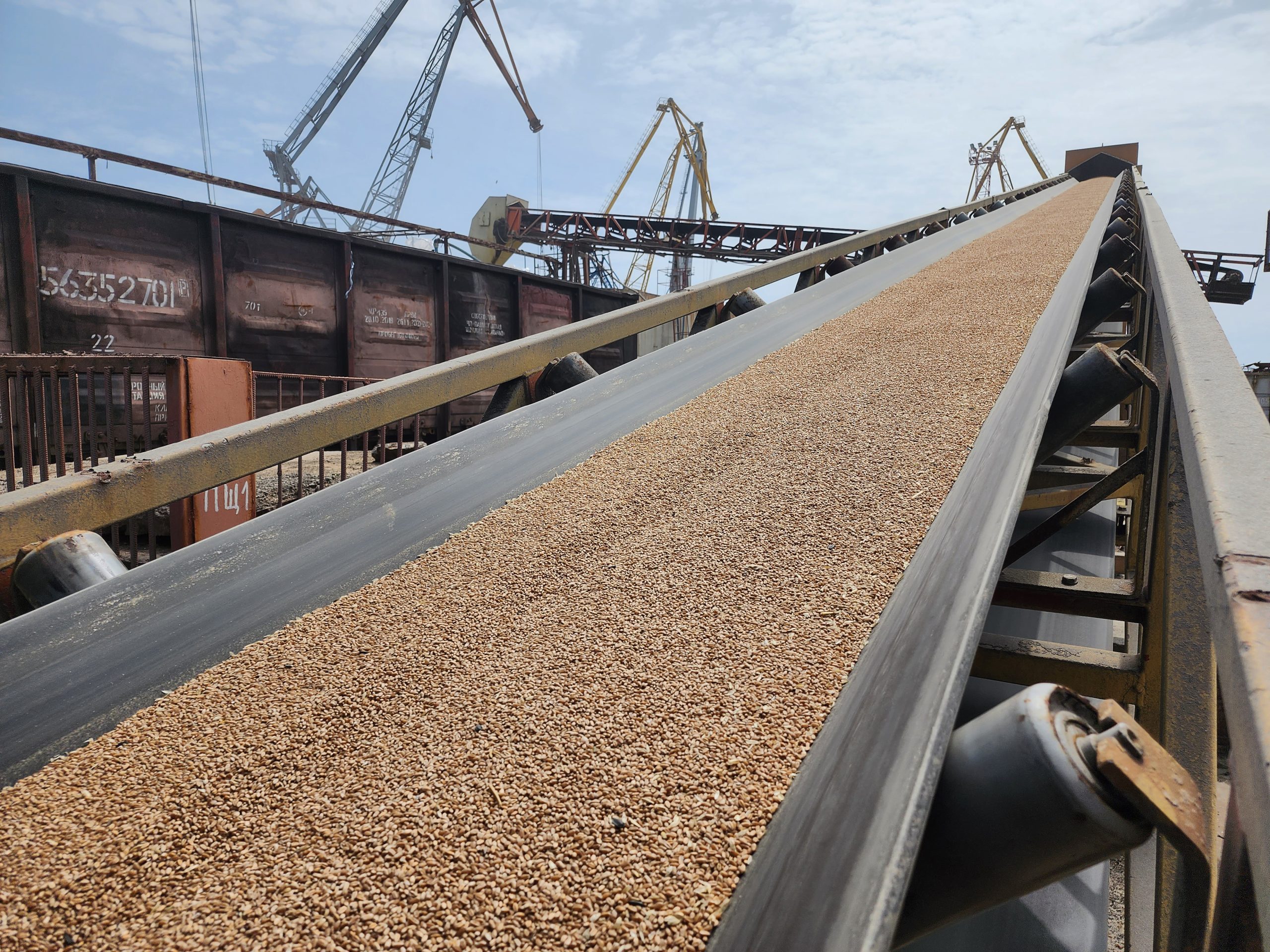 Wheat on a conveyor belt marked with fluorescent pigments