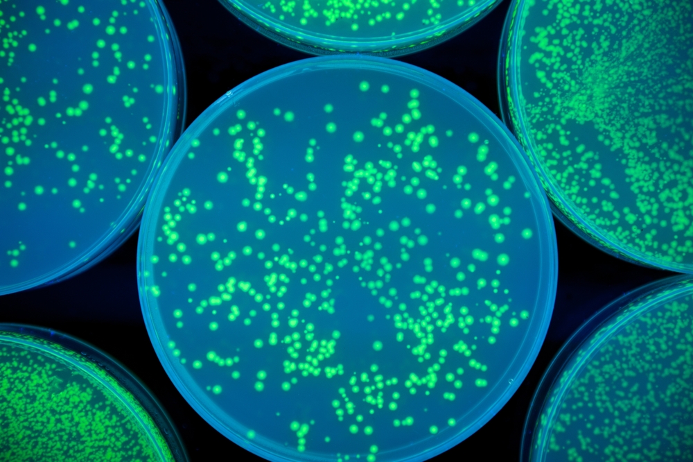 Petri dishes with glowing UV fluorescent pigments formulated by Angstrom
